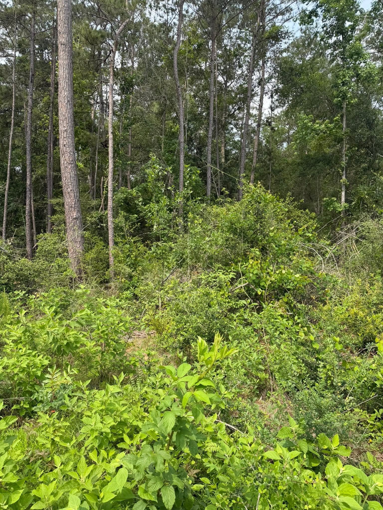 Overgrown wooded lot before land clearing in Cypress, TX
