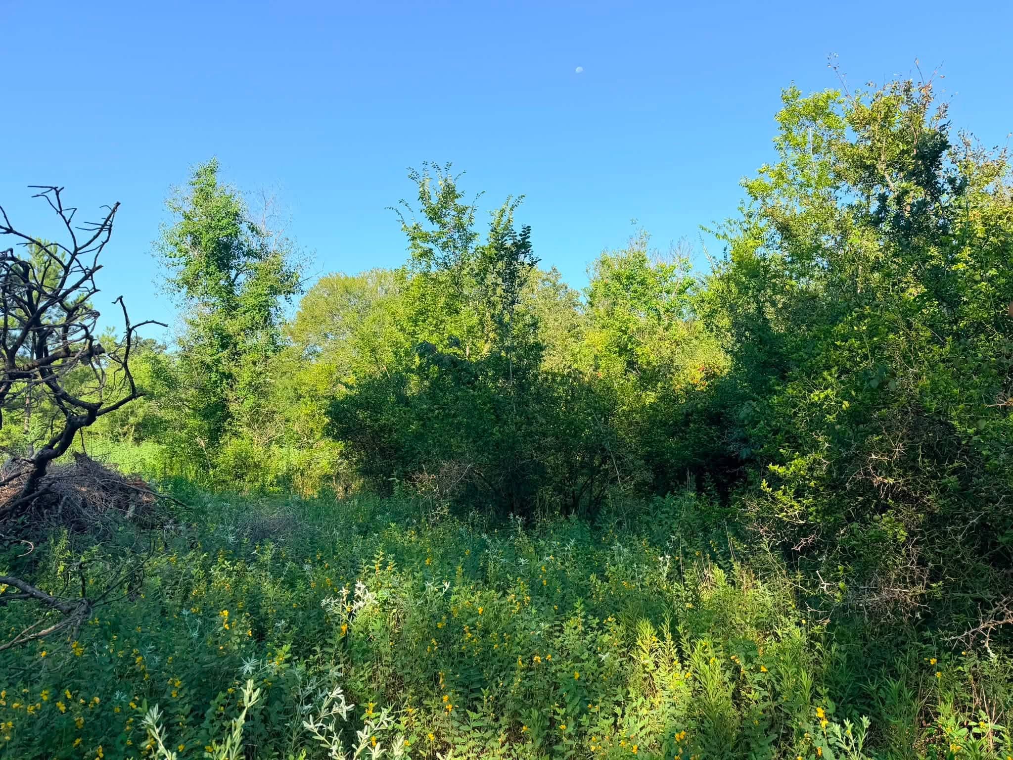 Overgrown lot before land clearing service in Coldspring, TX (San Jacinto County)