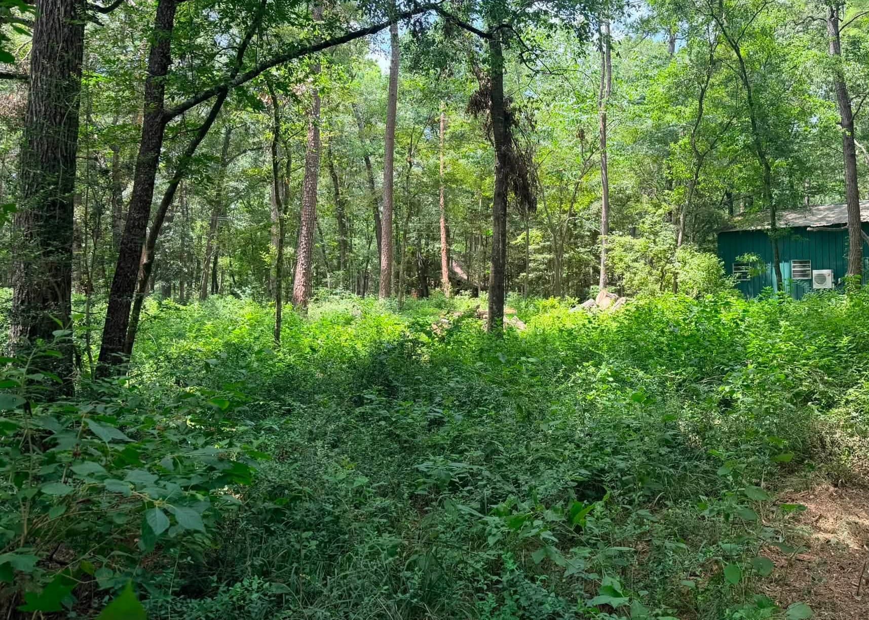 Overgrown wooded lot before land clearing in Montgomery, TX (Montgomery County)
