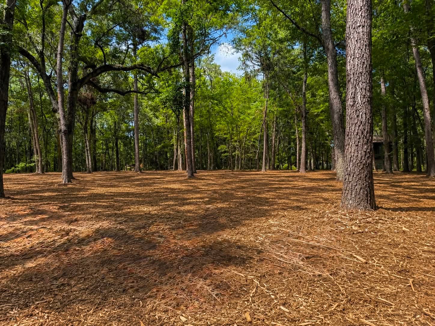 Cleared lot with mulcher after forestry mulching in Montgomery, TX (Montgomery County)