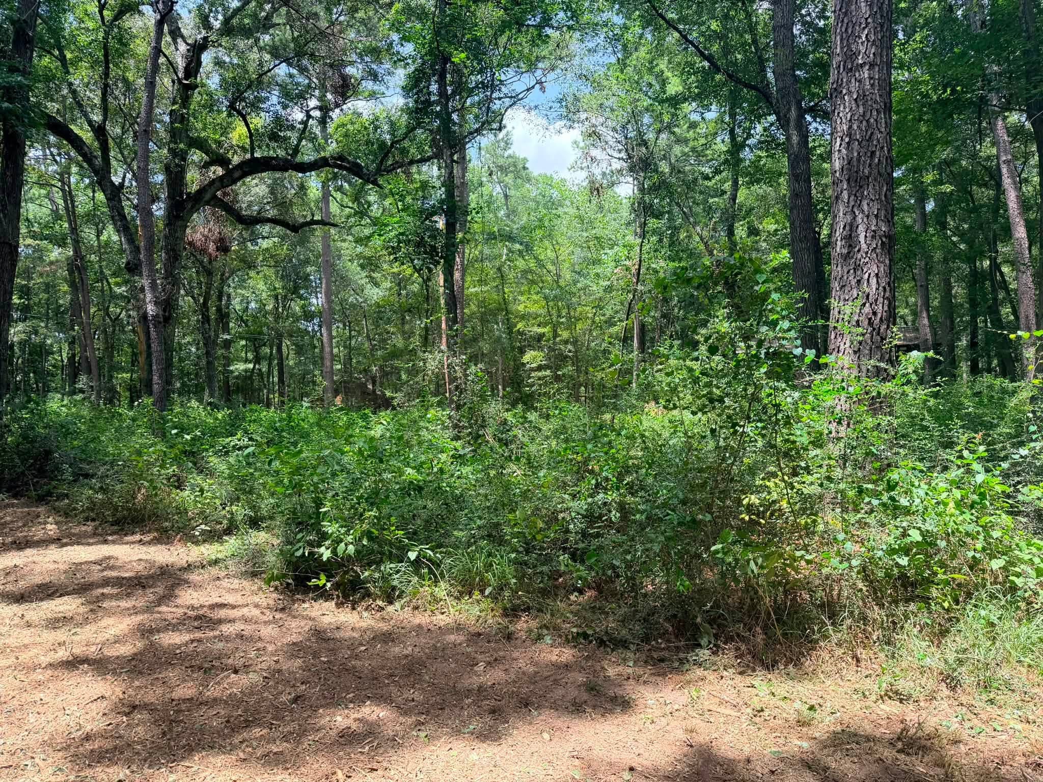 Wooded lot with deadfall before forestry mulching in Montgomery, TX (Montgomery County)