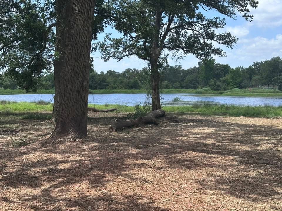 Cleared pond bank with felled tree during site prep in Bryan, TX (Brazos County)