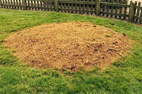 Ground-down tree stump after grinding