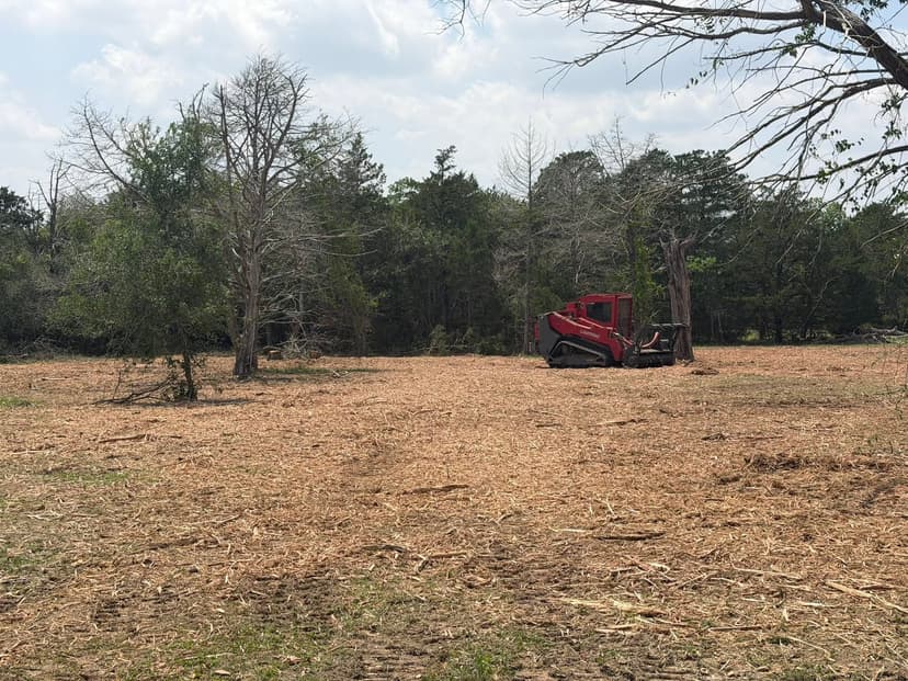 Open pasture edge after brush clearing