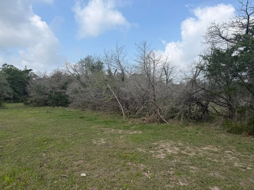 Overgrown brush line before clearing