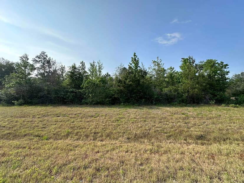 Wooded fence line before property clearing